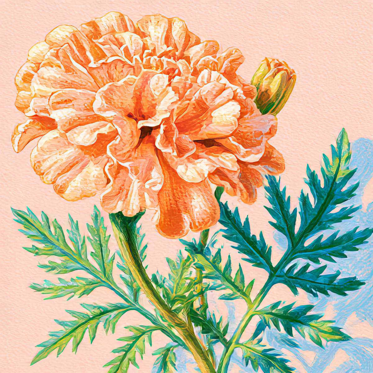 Watercolor painting of Marigold, the October birth flower
